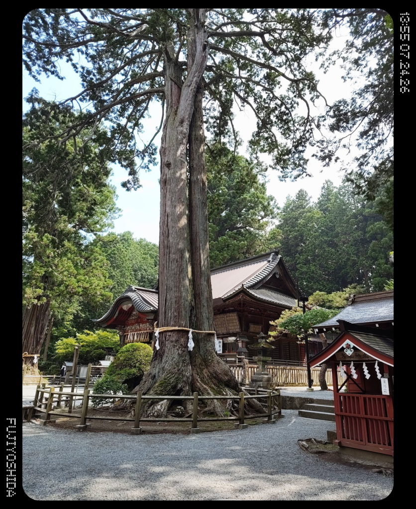 境内の御神木