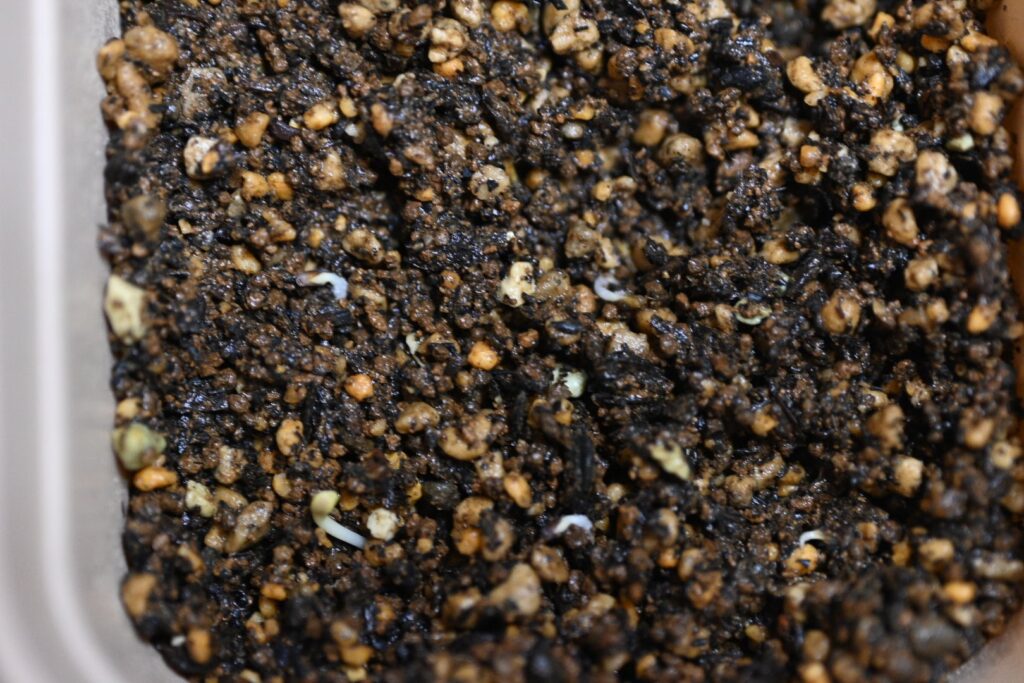 オトンナのジップロック播種から10日目の発芽と熱湯消毒した多肉用土への植え付け記録 7 多肉植物用の土に植え付けた根の出ているオトンナの種子拡大