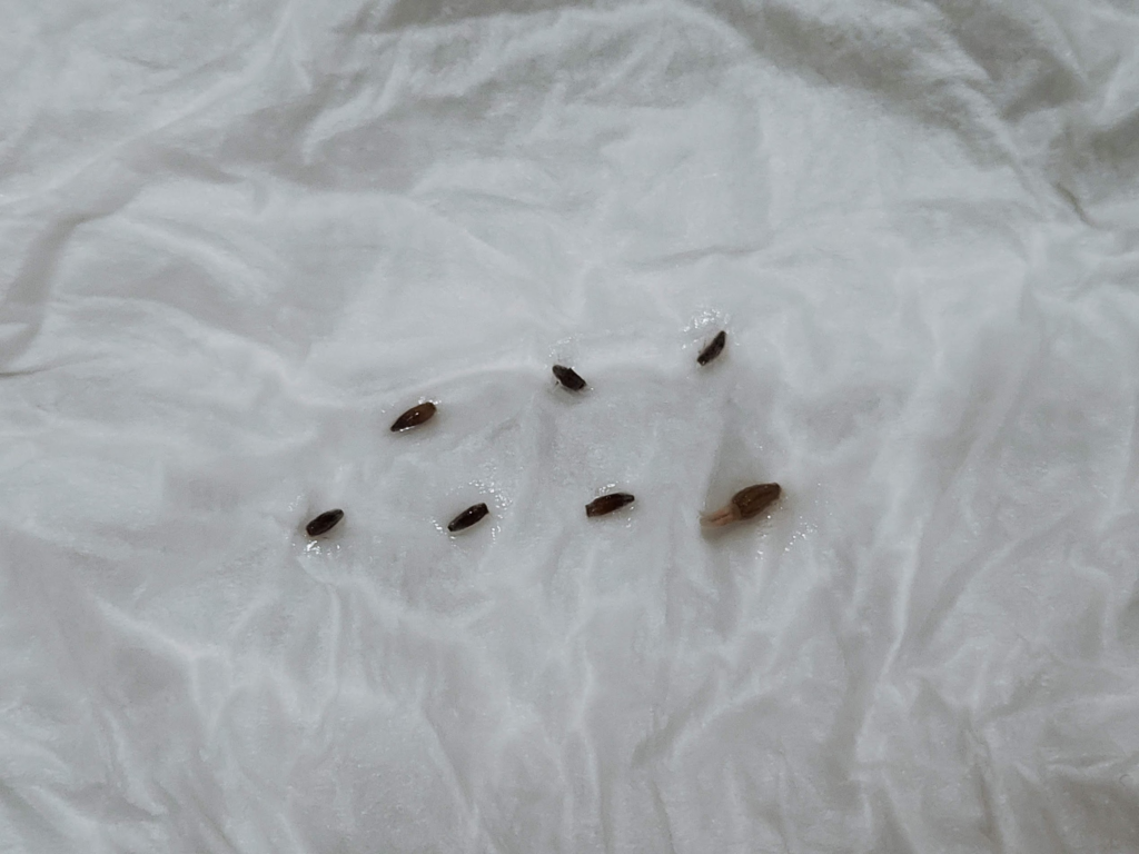 ユーフォルビオイデスとクラビフォリアの種をもらったので野菜室で発芽させてみる 13 ユーフォルビオイデスとクラビフォリアの種子(播種5日目)