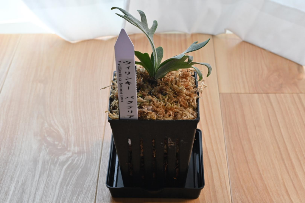 ビカクシダ・ウィリンキーバクテリア胞子培養株を4980円で購入した初心者の育成記録 8 購入したウィリンキーバクテリアを斜めから撮影した写真