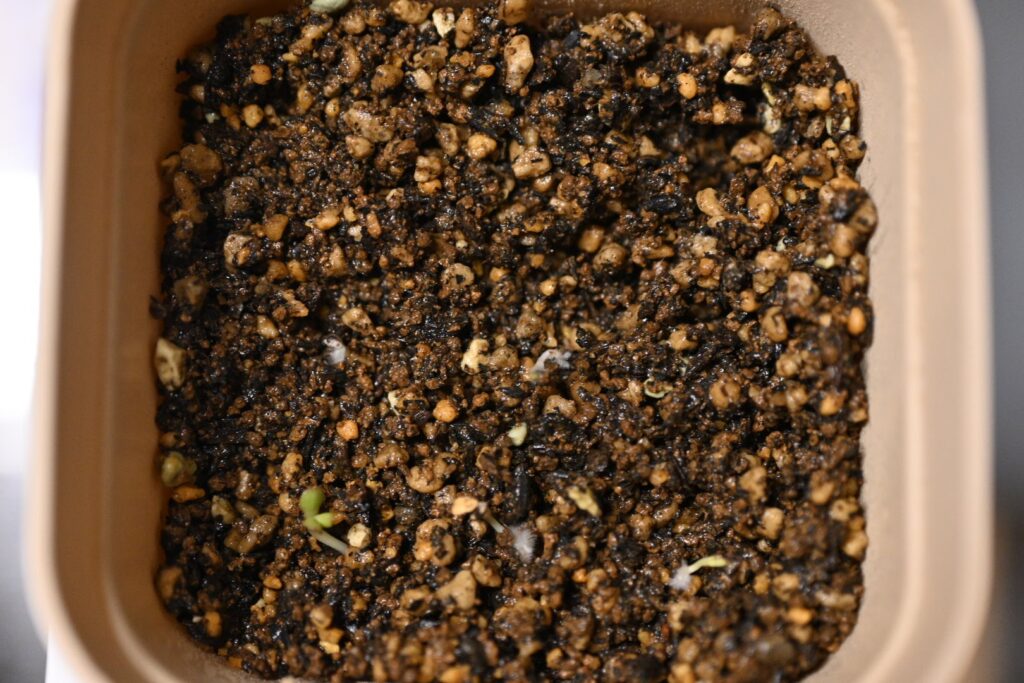 オトンナのジップロック播種から10日目の発芽と熱湯消毒した多肉用土への植え付け記録 13 播種翌日に芽が出たオトンナのプレステラ深鉢