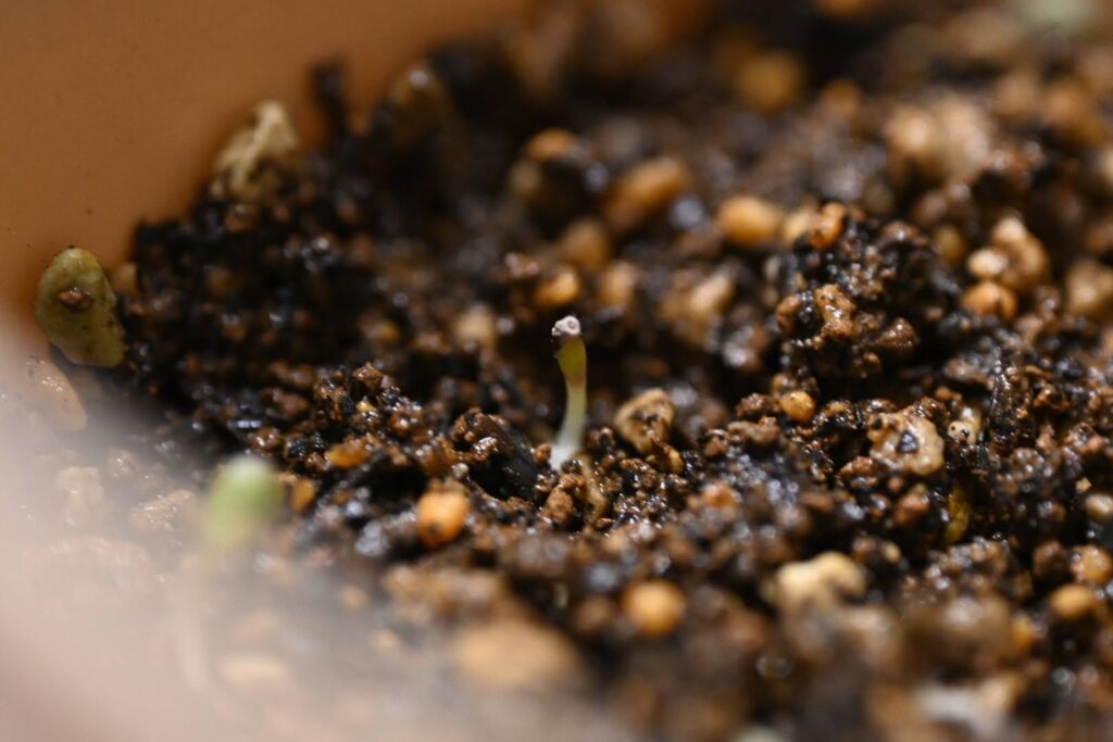 オトンナのジップロック播種から10日目の発芽と熱湯消毒した多肉用土への植え付け記録 14 土から伸びてきたオトンナの小さな発芽の様子