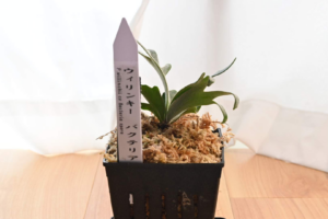 ビカクシダ・ウィリンキーバクテリア胞子培養株を4980円で購入した初心者の育成記録