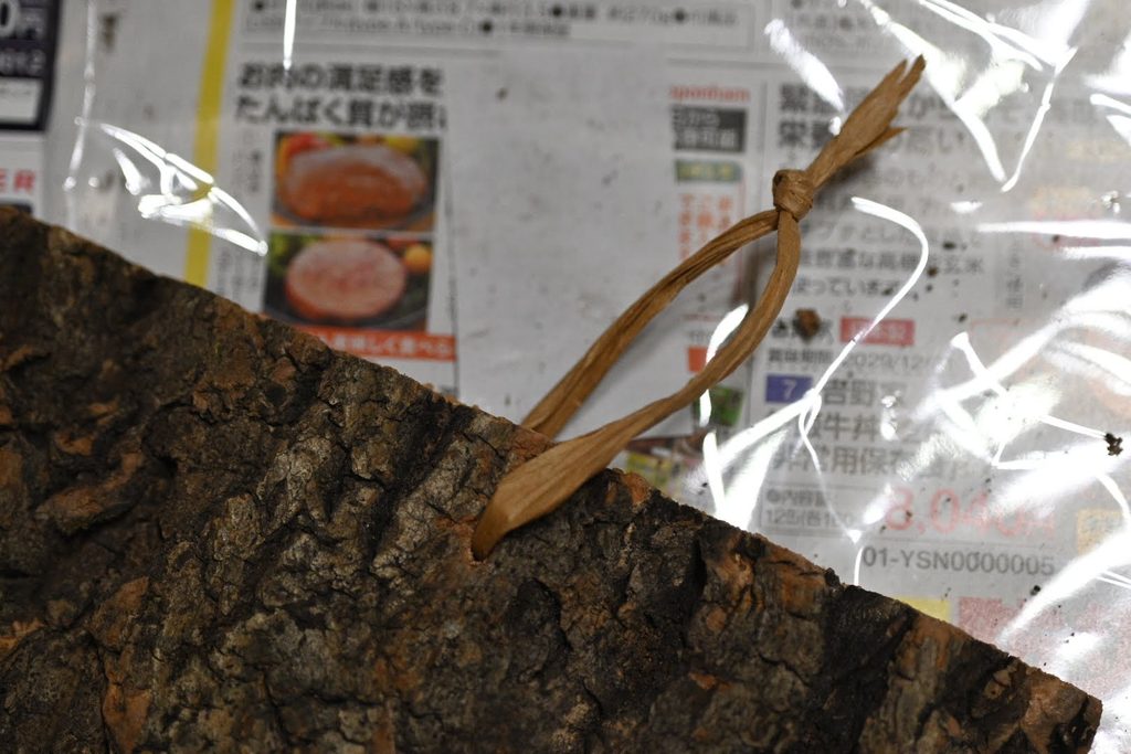 【初めての板付け】ウィリンキーバクテリアの固定手順と上下逆さまの悲しみ 9 穴を開けたコルクボードに壁掛け用の麻紐を通した様子
