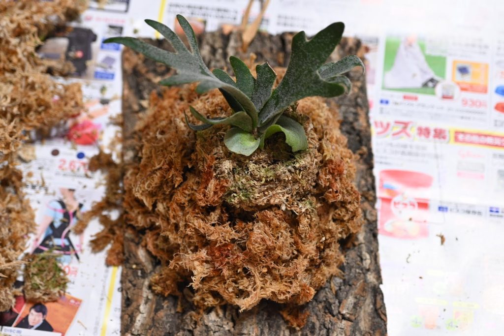 【初めての板付け】ウィリンキーバクテリアの固定手順と上下逆さまの悲しみ 13 テグスを巻いて水苔とビカクシダをコルクボードに固定した様子